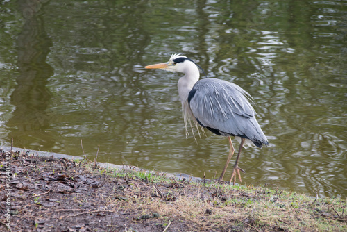 Fotografie Graureiher an Ufer