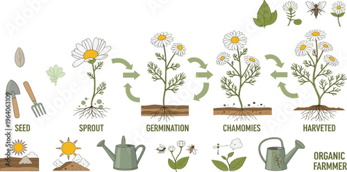 Chamomile Plant Growth Stages Vector Set Featuring Seed Germination Flower Development Harvest Process and Gardening Elements for Organic Farming and Botanical Illustration Design
