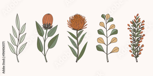 Botanical illustration featuring protea and foliage a delicate silhouette