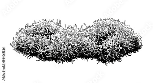 Botanical illustration of rosemary bush, detailed sketch, isolated on white background