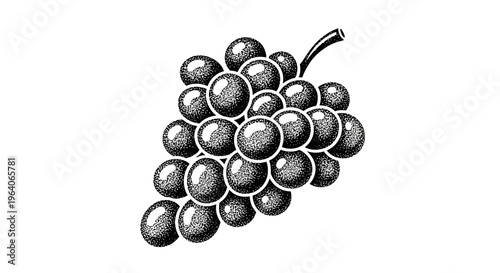 Hand-drawn bunch of dark grapes with stem, isolated on white background, vintage sketch.