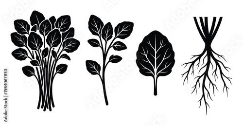 black silhouette of spinach leaves bunch, plant, single leaf, and roots vector illustration
