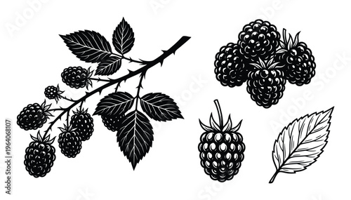 Blackberry branch with berries and leaf vector isolated on transparent background, vector illustration