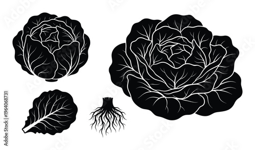 Cabbage head leaves and roots isolated on transparent background, black and white illustration
