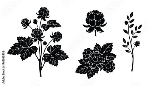Cloudberry plant silhouettes with leaves and berries in different stages of growth isolated set icon