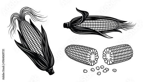 Corn cob vector illustrations featuring whole ear with husks and broken pieces showing kernel details