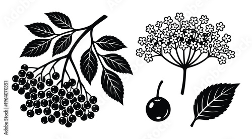 Elderberry branch with berries and flowers collection in flat black vector design isolated on white