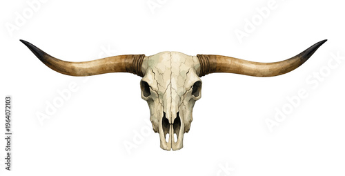 Watercolor longhorn skull illustration, western cow skull with curved horns isolated on white background.