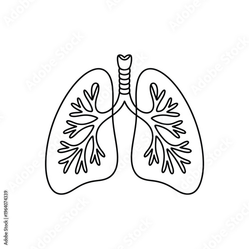 A detailed illustration of human lungs with trachea and bronchi