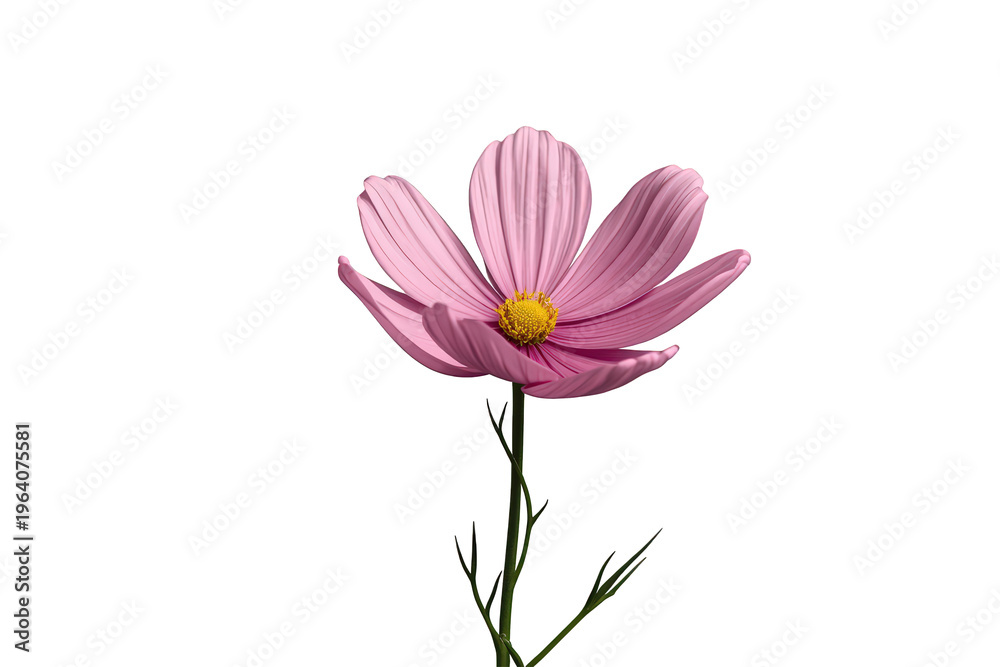 Obraz premium Pink cosmos flower blooming with delicate petals and a yellow center, representing beauty, nature, and summer on a transparent background
