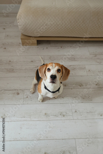 A beagle sits upright on a light wood floor, gazing upward with soulful, attentive eyes, calm, loyal, and deeply expressive.