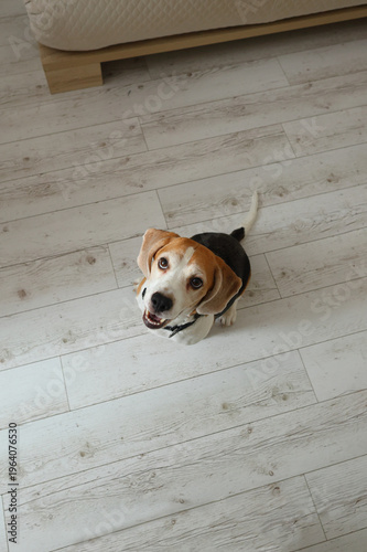 A beagle looks up eagerly from a light wood floor, mouth open, eyes bright, tail wagging, full of joy and anticipation.