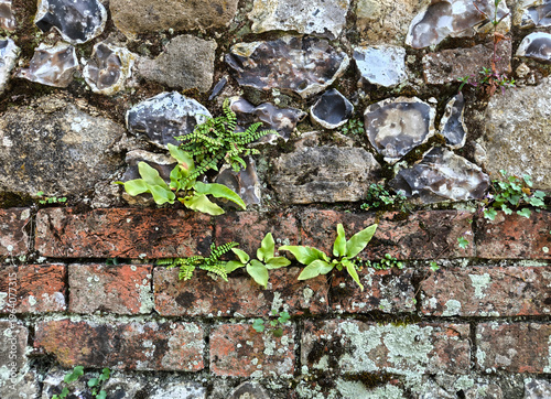 The brown brick wall with green ferns growing in the mortar joints background