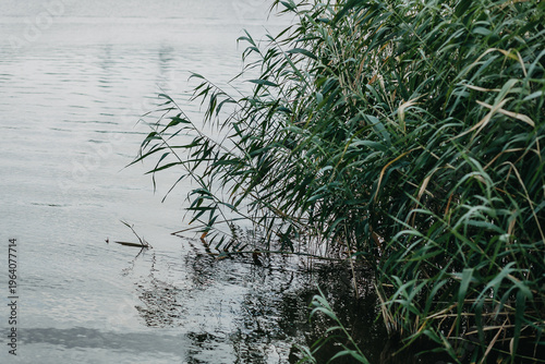 Green reeds against the backdrop of water