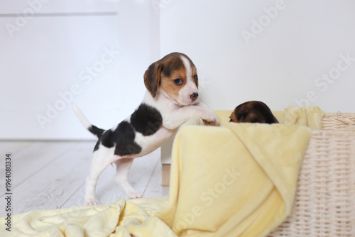 A beagle puppy stands on hind legs, paws on a yellow blanket beside a wicker basket, curious, playful, and full of charm.