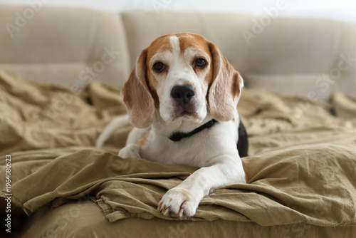 A beagle rests thoughtfully on a rumpled beige blanket, gaze soft and soulful, calm, wise, and deeply endearing.