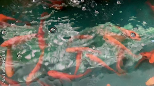 4K water flowing into tilapia pond with bubbles and surface motion. Aquaculture activity and freshwater habitat. Perfect for farming, environment, irrigation, fishery, and sustainability themes.
