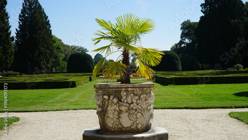 Fotografie Windmill Palm in Ornate Stone Planter in Formal Garden