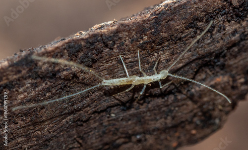 Dipluran (Plusiocampa fagei) in cave ecosystem inside Cova de sa Font, Sa Dragonera, Balearic Islands, Spain, 2026.