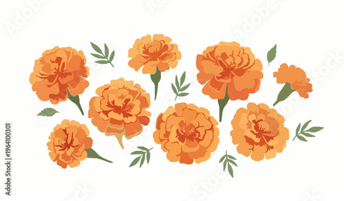 Watercolor style orange marigold flower cluster vector illustration isolated on white background with soft floral design