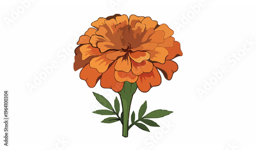 Realistic orange marigold flower vector illustration isolated on white background with detailed petals and natural leaves