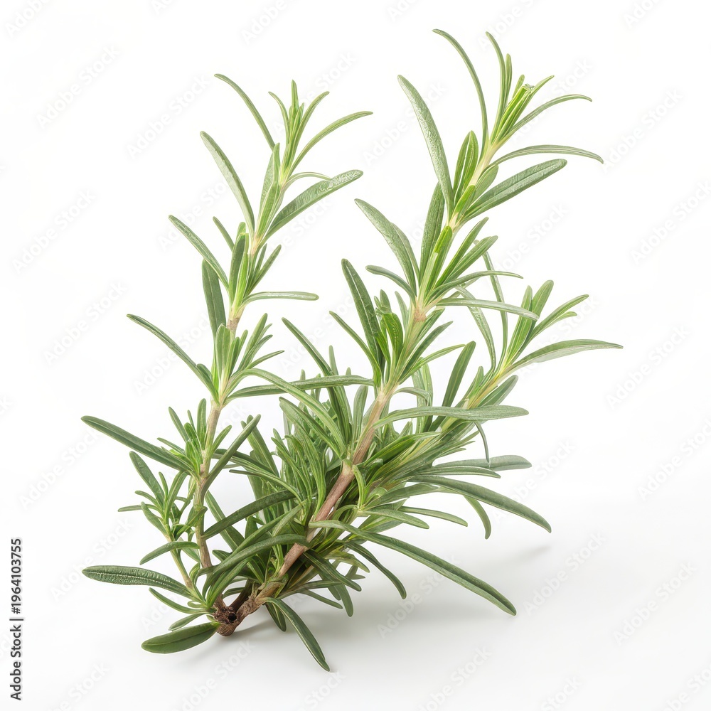 Fototapeta premium Fresh rosemary herb sprig isolated on white background, green Rosmarinus officinalis leaves, aromatic culinary ingredient for cooking, seasoning, herbal remedies and organic food concept