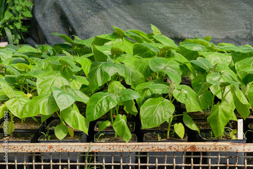 Green pepper seedlings in pots are sold in a seedling store. Local market. Cottage garden.