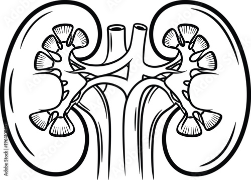 Detailed human kidney anatomy cross section illustration in black and white line art style showing internal renal structure and urinary system for medical education purposes.