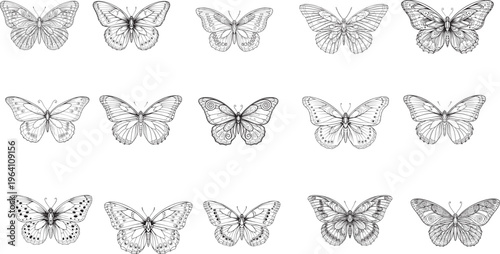 Collection of detailed butterfly illustrations, vintage style nature elements.