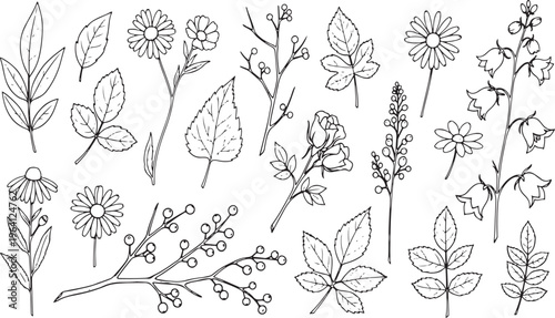 Diverse botanical illustrations of leaves and flowers in a detailed sketch style Vector