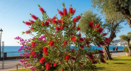 Ischia Pianta scovolino ai giardinetti del Lungomare Colombo
