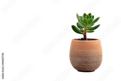 A small plant is in a pot with brown and white colors. The pot is placed on a white surface, png