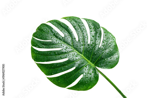 A leaf with water droplets on it. The leaf is green and has a unique shape. The water droplets on the leaf give it a fresh and lively appearance, png
