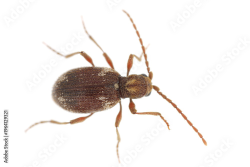 White marked spider beetle, Ptinus fur. Species of spider beetle a dangerous pest of stored food in warehouses and home pantries. The adult insect, viewed from above.