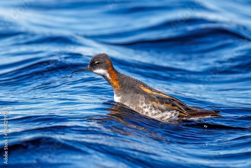 Photos Odinshühnchen (Phalaropus lobatus)