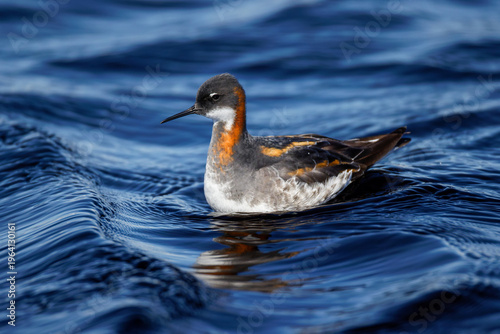 Photos Odinshühnchen (Phalaropus lobatus)