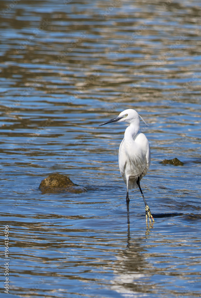 Fototapeta premium A graceful little egret standing in shallow blue water, displaying its long black beak, elegant white plumage and delicate breeding feathers.