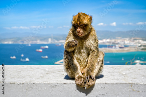 Macaques sitting on the wall on top of Rock of Gibraltar