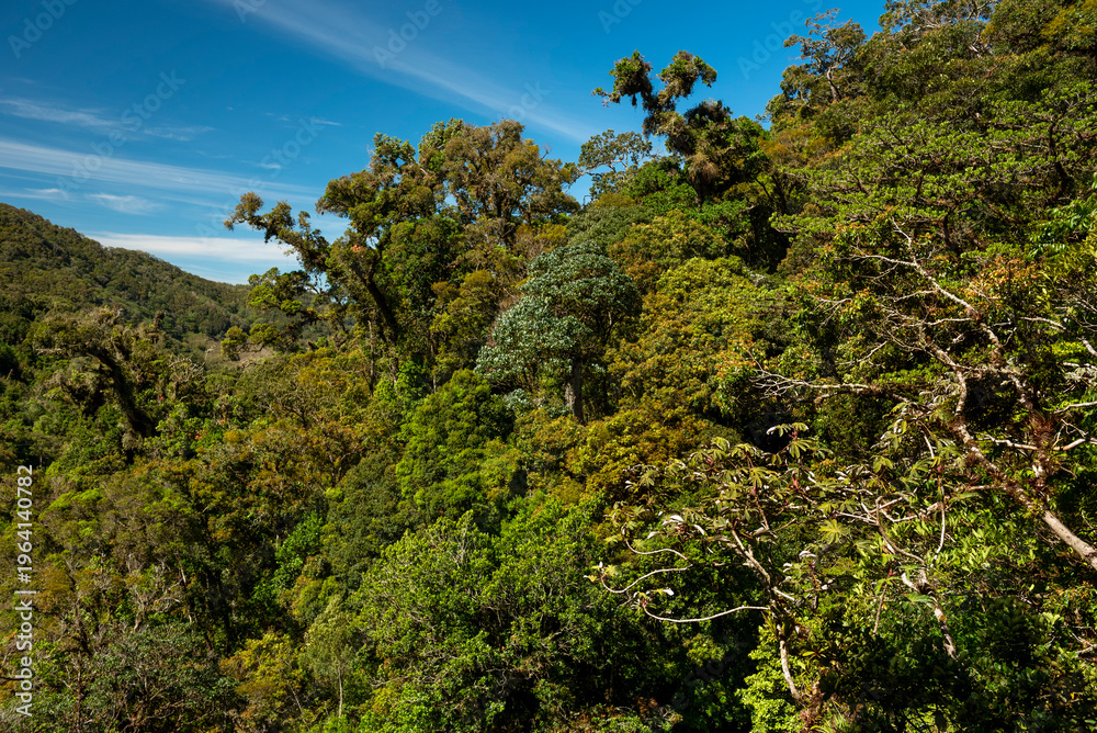 Fototapeta premium Dense cloud forest canopy draping steep Central American mountainside, lush tropical rainforest under bright blue sky - stock photo