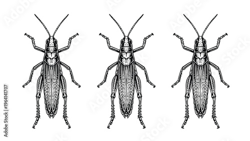 Three Vintage Engraved Grasshoppers. Detailed Insect Illustration in Black and White on White Background.