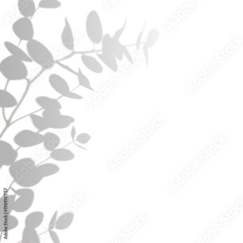 Eucalyptus Leaves Shadow on Empty Background