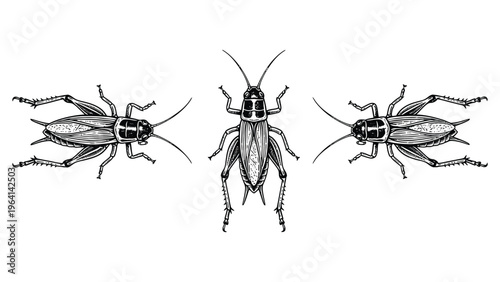 Set of Three Detailed Cricket Illustrations in Engraving Style, Black and White Insect Art