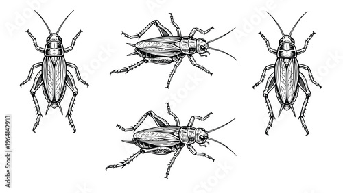 Vintage Engraved Cricket Illustrations Set. Detailed hand-drawn insects in black and white, showing top and side views.