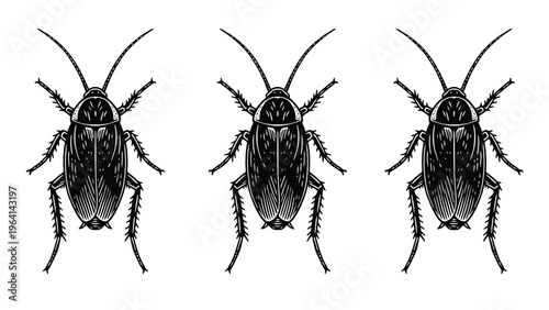Three Cockroaches Illustration - Detailed Engraving of Common Household Pests on White Background