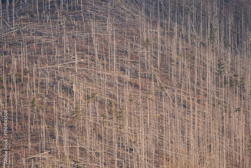 Photos Harz National Park, nature reserve in the Germany, Park has suffered from bark beetle outbreaks as well as acid rain and other environmental problems