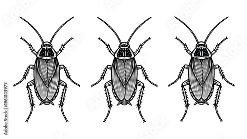 Three black and white cockroach illustrations. Detailed vector art of common household insect pests, lined up horizontally on white background.