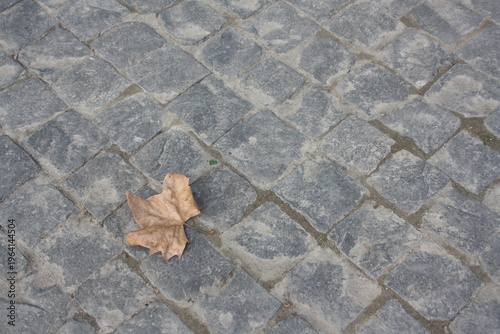 autumn leaves on asphalt