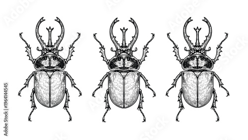 Vintage Engraved Rhinoceros Beetles Set. Detailed Dynastinae Insect Illustrations for Entomology & Nature Design