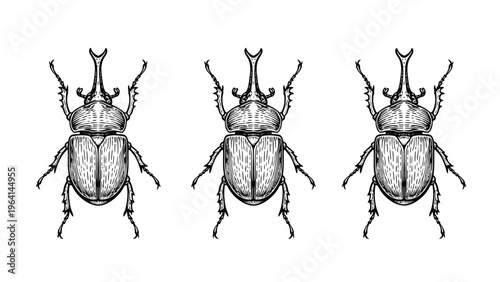 Vintage Engraving Illustration of Three Rhinoceros Beetles. Detailed Black and White Insect Art.
