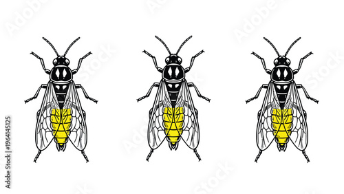 Three winged aphids with yellow wings, detailed scientific illustration on white for entomology or pest control design